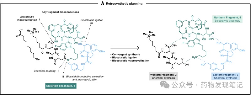 Biocatalytic cascades enable the manufacturing of the macrocyclic peptide Enlicitide