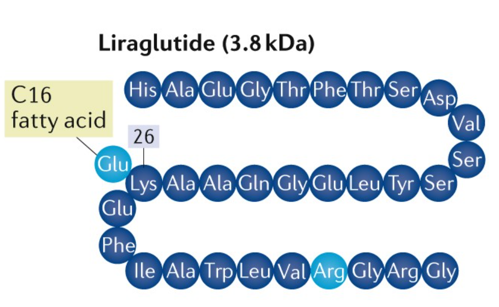 Liraglutide: A GLP-1 receptor agonist that enhances metabolism