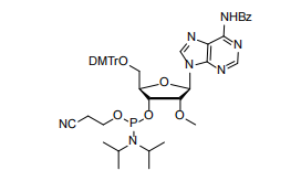 Elevate Oligonucleotide Stability with Cosperpharma’s 2'-O-Methyl Phosphoramidites