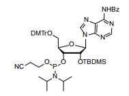 Unlock Precise RNA Synthesis with Cosperpharma’s 2'-O-TBDMS Phosphoramidites