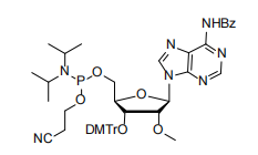 Reverse Orientation, Forward Progress: Cosperpharma’s 2'-OMe-Reverse Phosphoramidites