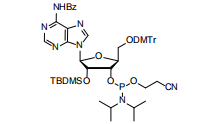 The Mirror-Image Advantage: Cosperpharma’s L-RNA Phosphoramidites